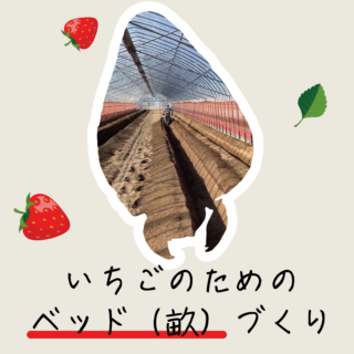 いちごのためのベッド（畝）づくり