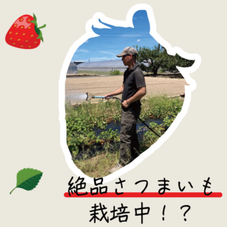 絶品さつまいも「シルクスイート」栽培中