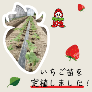 いちごの苗を定植しました
