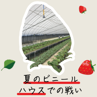 夏のビニールハウスでの戦い