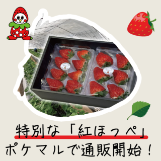 いちご狩りでも人気の『紅ほっぺ』ポケマルでの通販開始！