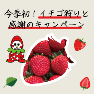 🍓今季初！イチゴ狩り＆感謝のキャンペーンのお知らせ🎁