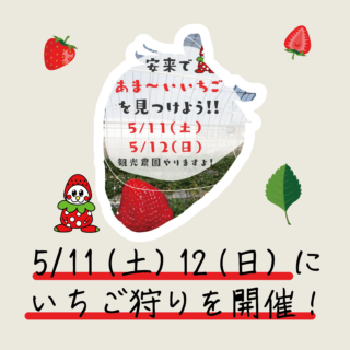 5/11（土）・5/12（日）いちご狩りイベントを開催します！