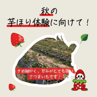 秋の芋ほり体験に向けて！