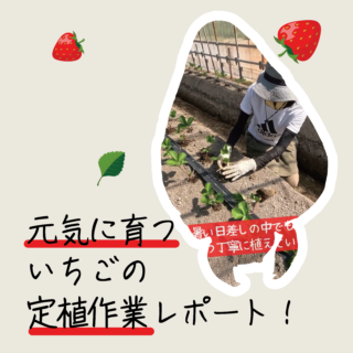 安心・安全！元気に育ついちごの定植作業レポート