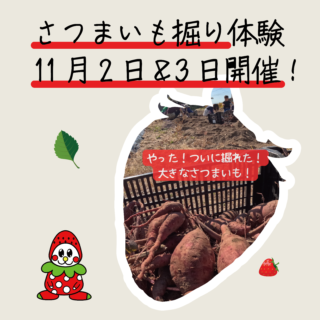 家族で楽しむ秋の芋掘り体験！11月2日〜4日限定開催！
