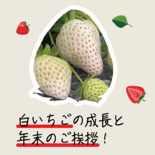 白いちごの成長と年末のご挨拶