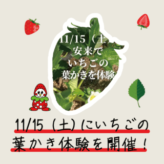 11/15（土）いちごの「葉かき体験」を実施します