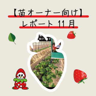 🍓 いちごオーナー様へ。11月の生育レポート